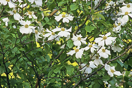 cornus nuttallii 4 graphic